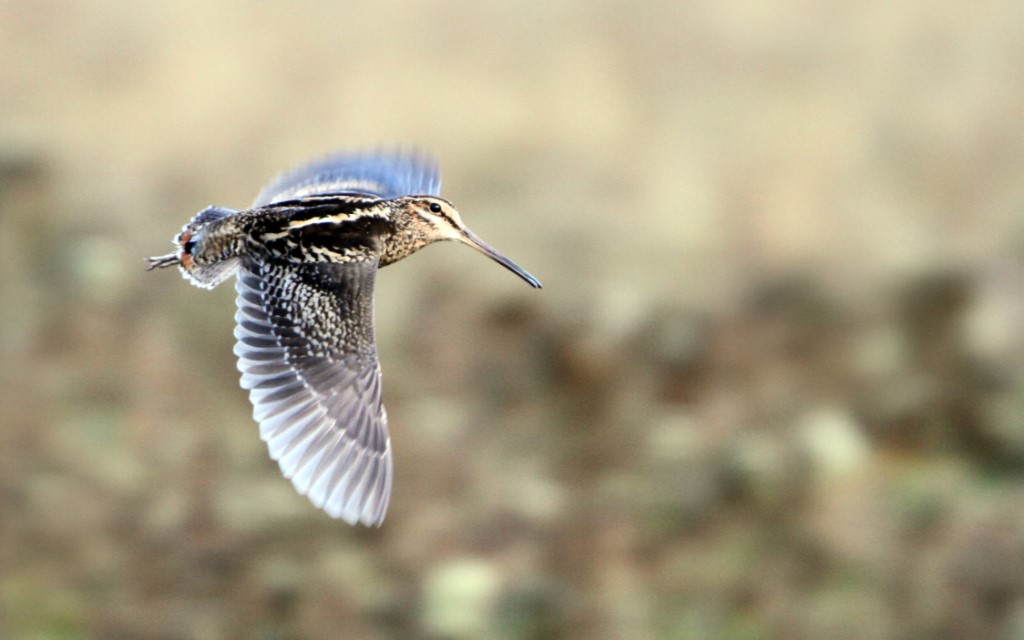 Wood Snipe